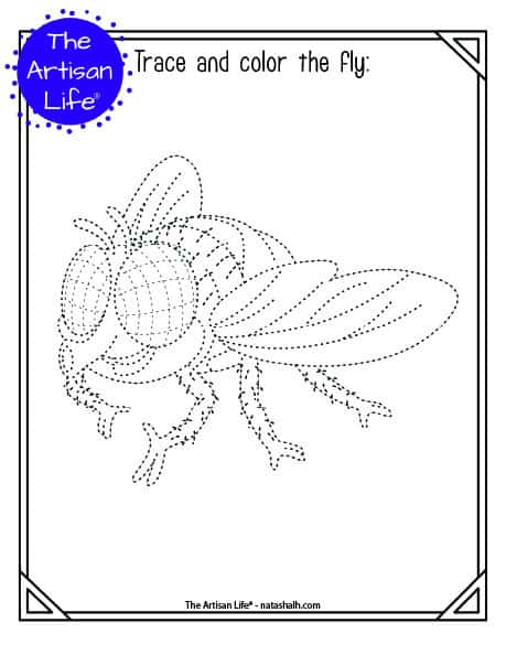 A printable trace and color page with a cute fly to trace and color. The fly has dotted lines instead of solid lines for a child to trace. 