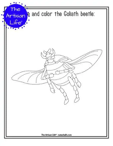 A printable trace and color page with a cute goliath beetle to trace and color. The goliath beetle has dotted lines instead of solid lines for a child to trace. 