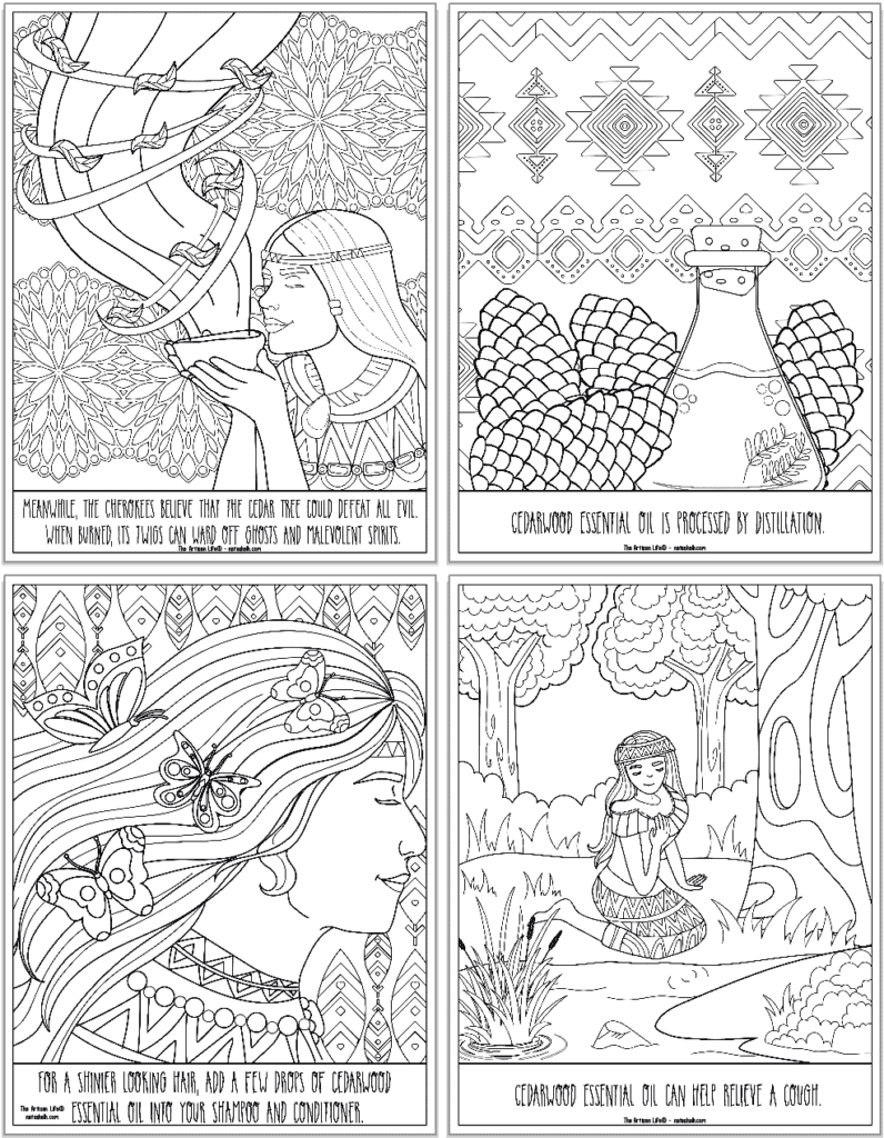 A preview of four cedarwood essential oil coloring pages. Each page has information about how Native Americans used cedarwood oil or how cedar oil can be used today.