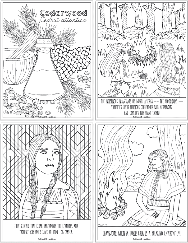 A preview of four cedarwood essential oil coloring pages. Each page has information about how Native Americans used cedarwood oil.