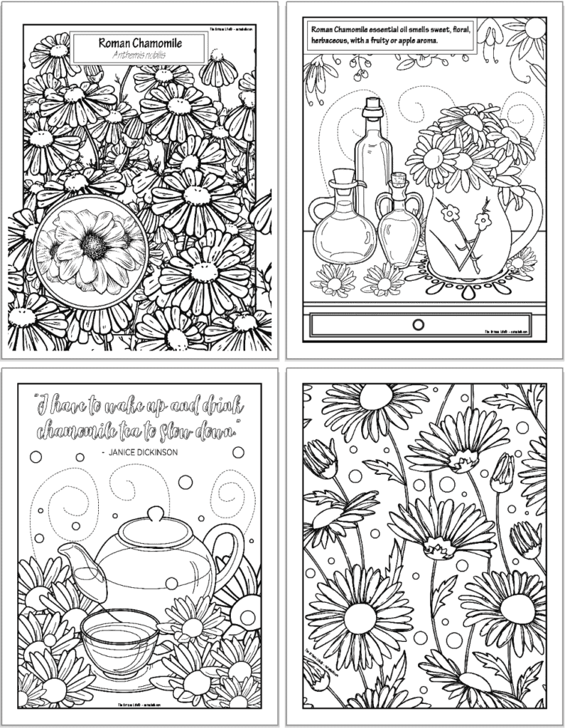 A preview of four printable Roman chamomile coloring pages. Each page has pictures of chamomile flowers to color. One page has notes about chamomile's properties and another has a quotation about chamomile tea.