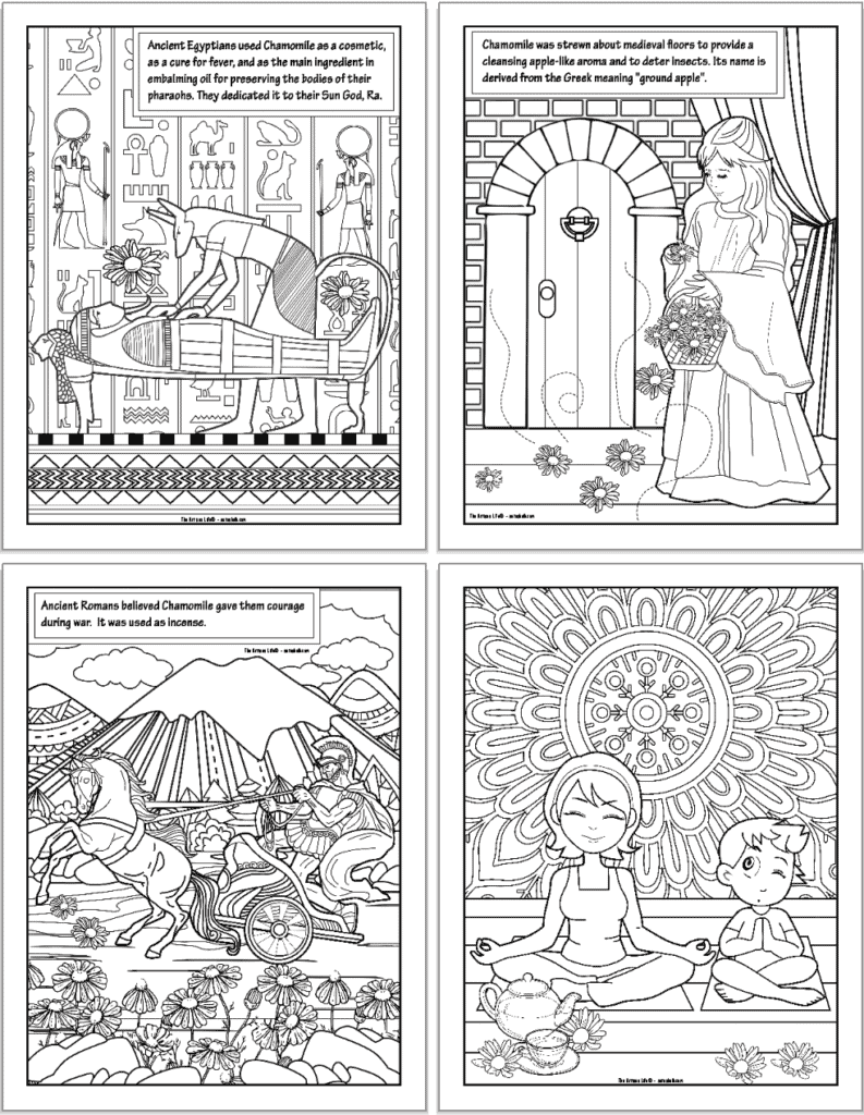 A preview of four printable Roman chamomile coloring pages. There have information about chamomile's properties. The fourth page has a mother and child practicing yoga with chamomile tea.