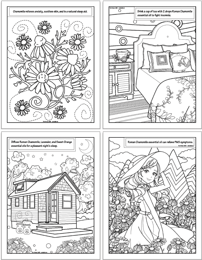 A preview of four printable Roman chamomile coloring pages. Each page has a picture to color featuring chamomile and information about how to use chamomile. 