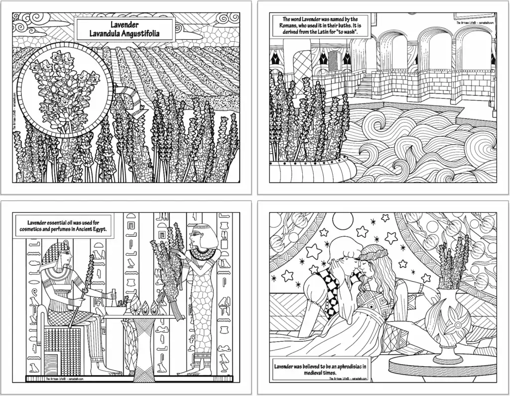 A preview of four lavender essential oil coloring pages. Each page has information about lavender's historical usage.