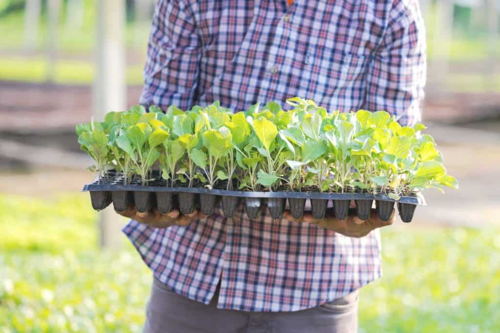 A person carrying a flat of collard green seedlings