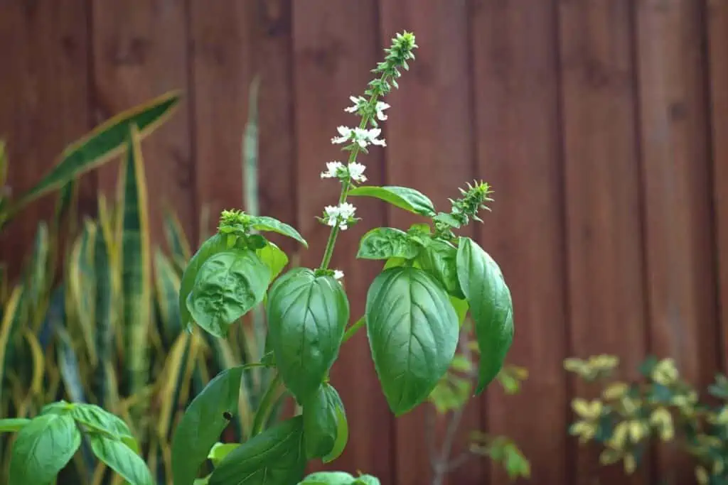 A picture of basil plants flowering