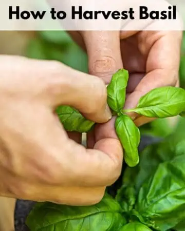 Text overlay "how to harvest basil" over an image of hands picking basil leaves