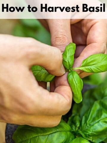 Text overlay "how to harvest basil" over an image of hands picking basil leaves