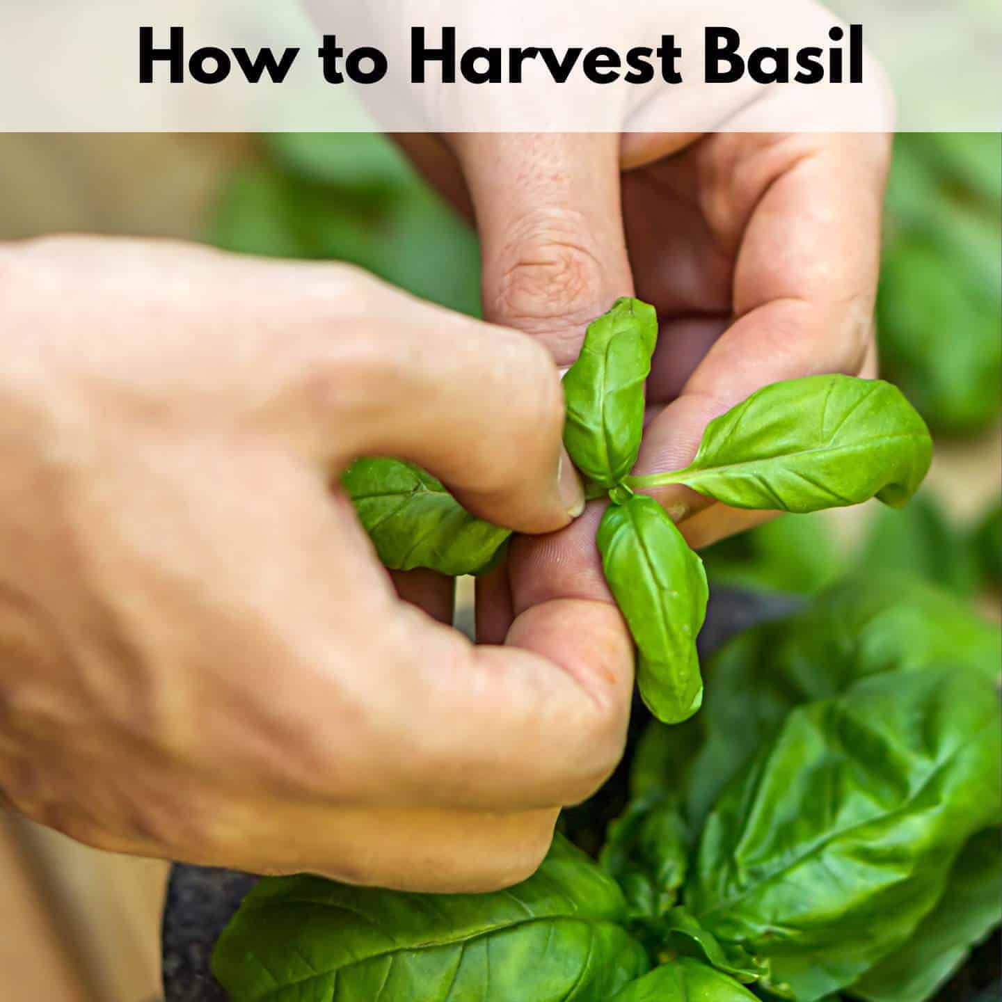 How To Keep Bugs Off Basil Plants Naturally