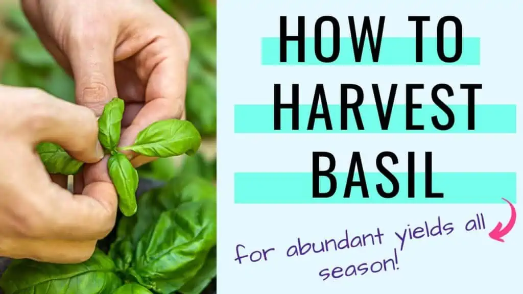 Text 'how to harvest basil for abundant yields all season'