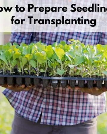 text overlay "how to prepare seedings for transplanting" over a person carrying a seedling flat filled with collard seedlings