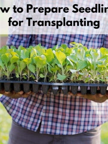 text overlay "how to prepare seedings for transplanting" over a person carrying a seedling flat filled with collard seedlings