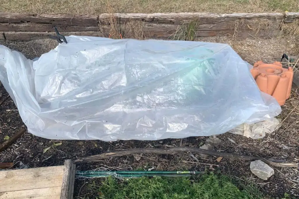 A garden bed covered with clear plastic