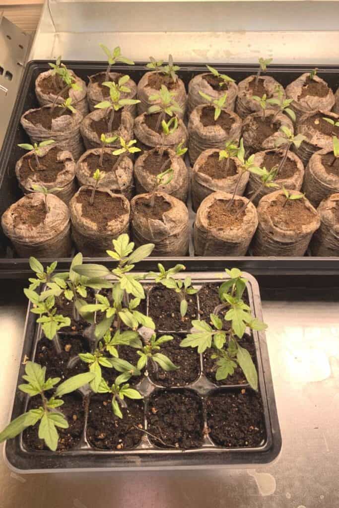 Two trays of tomato seedlings under a grow light
