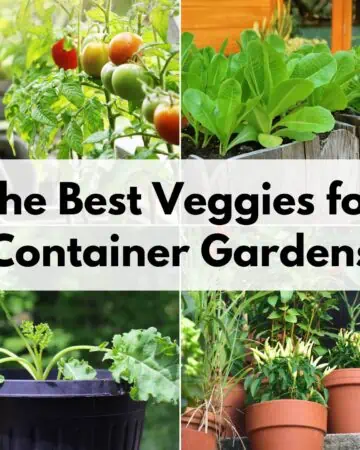 text overlay "the best veggies for container gardens" over images of tomatoes, lettuce in planters, kale in a pot, and peppers in pots.