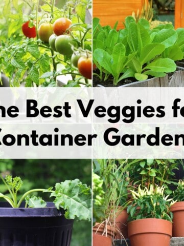 text overlay "the best veggies for container gardens" over images of tomatoes, lettuce in planters, kale in a pot, and peppers in pots.