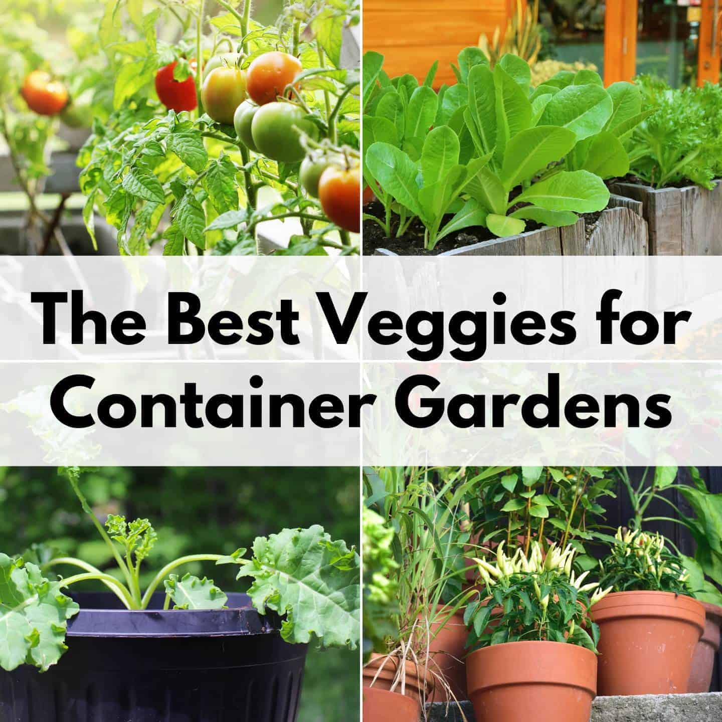 The Best Vegetables For Container Gardens The Artisan Life