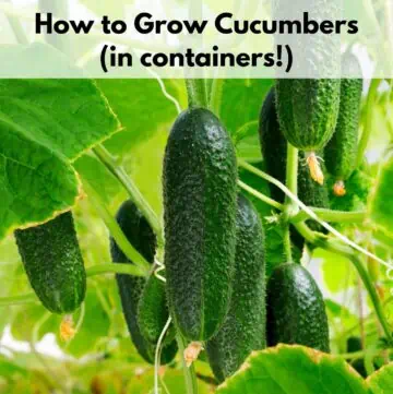 Text overlay "how to grow cucumbers (in containers)" over a picture of cucumbers growing on a vine