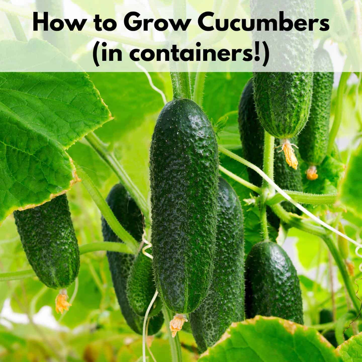 https://natashalh.com/wp-content/uploads/2023/01/grow-cucumbers-in-containers.jpg