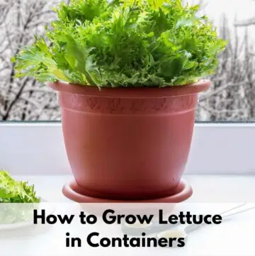 Text overlay "how to grow lettuce in containers" with a picture of lettuce growing indoors in winter