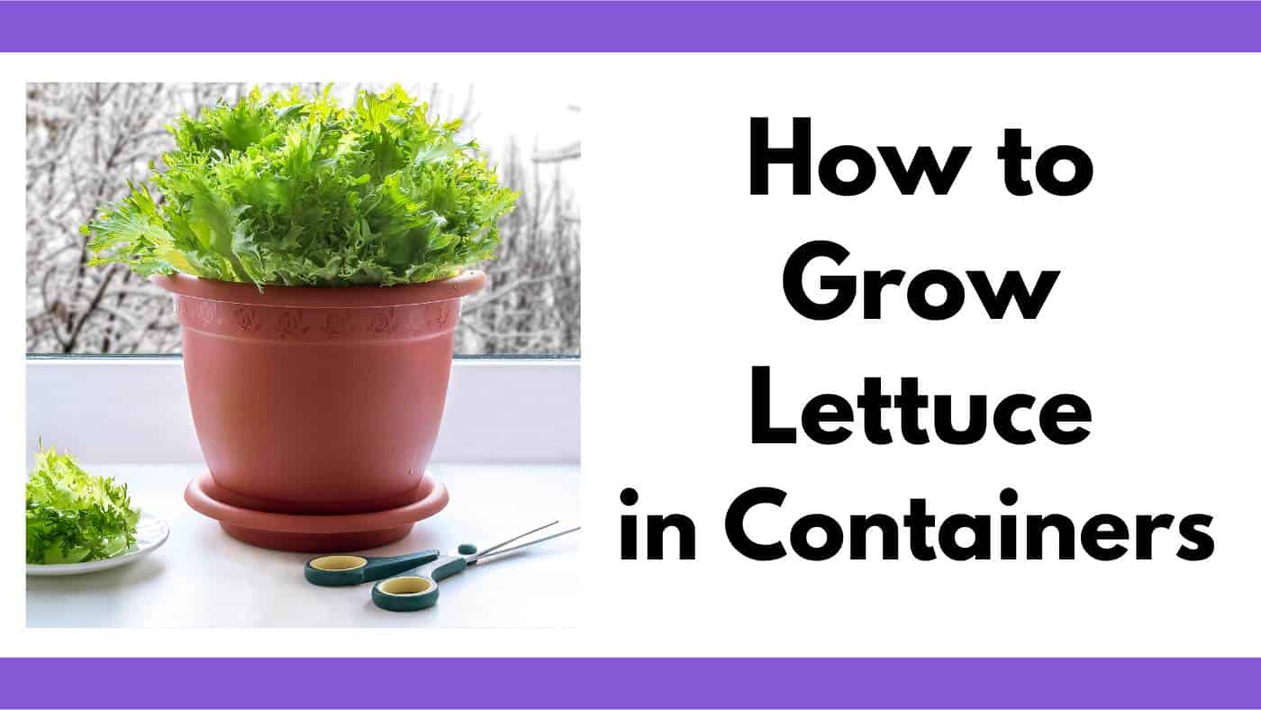 How to Grow Lettuce in Containers The Artisan Life