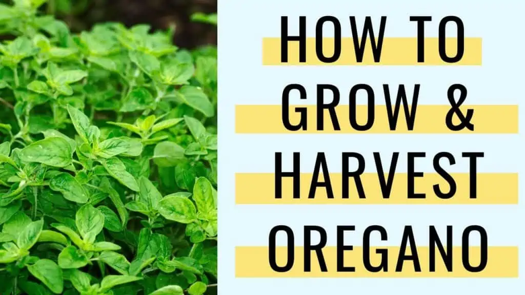 Text "how to grow and h harvest oregano" next to an image of oregano growing