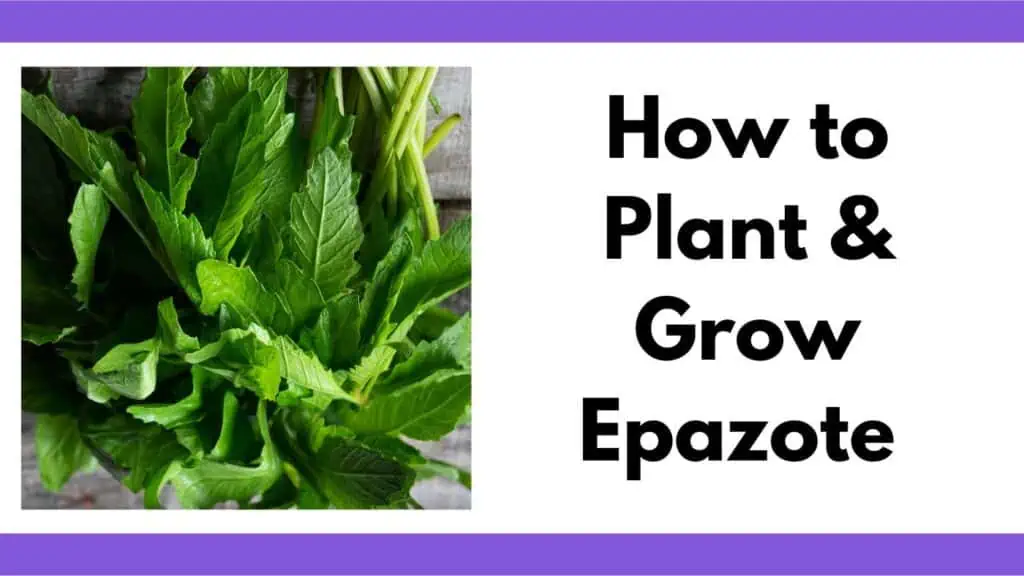 Texts "how to plant and grow epazote" with a picture of epazote leaves