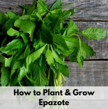 Text overlay "how to plant and grow epazote" with a picture of epazote leaves