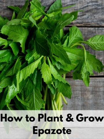 Text overlay "how to plant and grow epazote" with a picture of epazote leaves