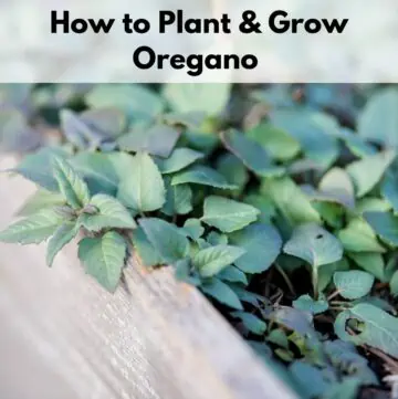 text overlay "how to plant and grow oregano" with an image of oregano growing at the edge of a raised bed