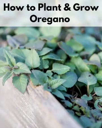 text overlay "how to plant and grow oregano" with an image of oregano growing at the edge of a raised bed