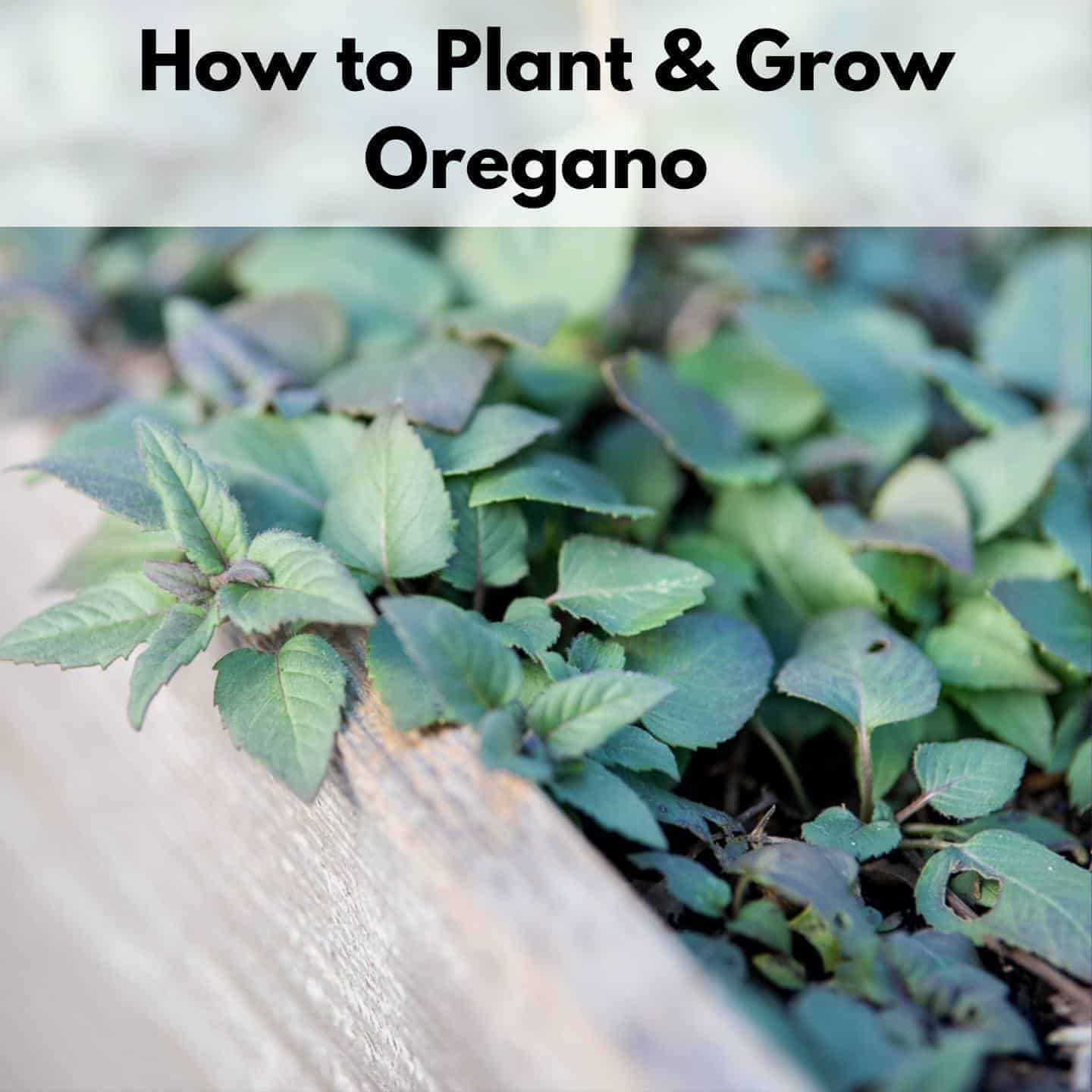 How to Plant and Grow Oregano The Artisan Life