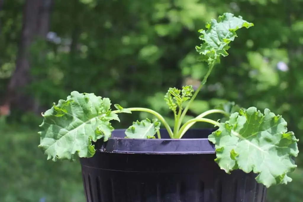 A young kale plant in a black container