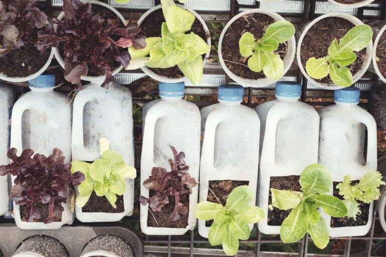 How to Grow Lettuce in Containers The Artisan Life