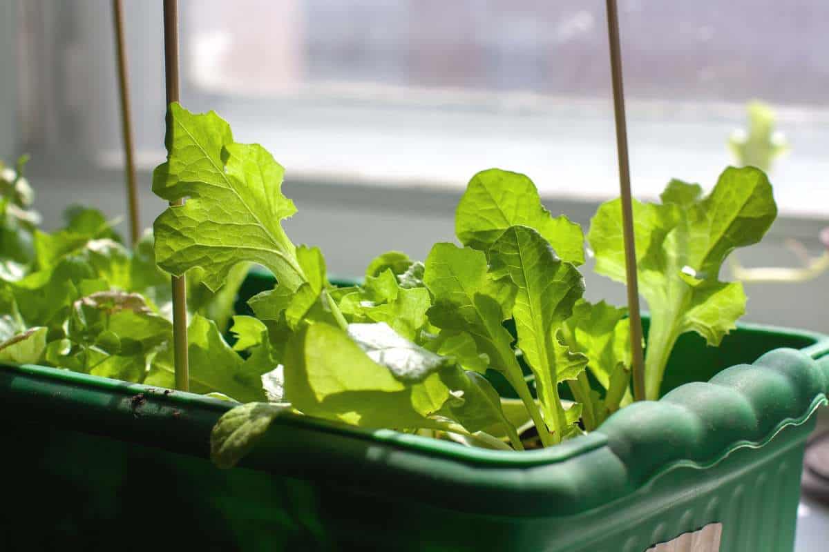 Lettuce plants growing in a green window box planter