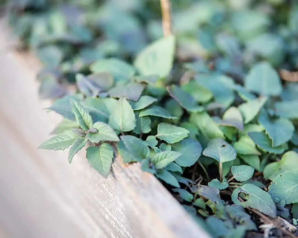 An oregano plant growing at the side of a raised bed