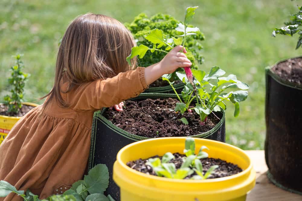 A young child picking radishes from a container garden