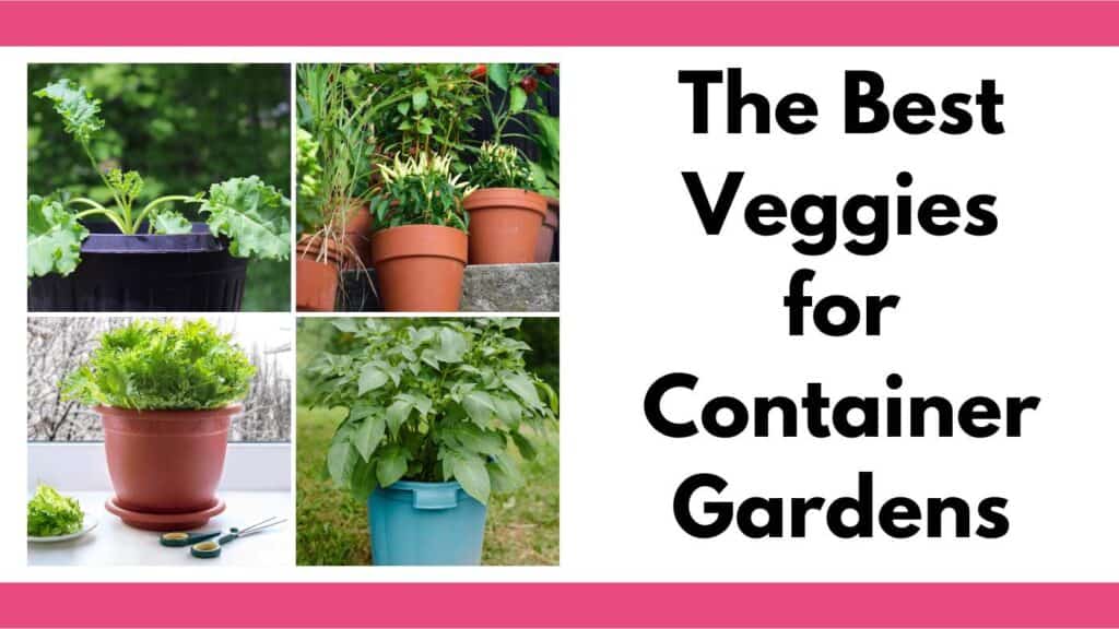 text "the best veggies for container gardens" next to images of tomatoes, lettuce in planters, kale in a pot, and peppers in pots.