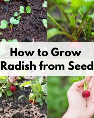 Text overlay "how to grow radish from seed" on a four picture grid showing radish sprouts, seedlings, plants, and a picked radish