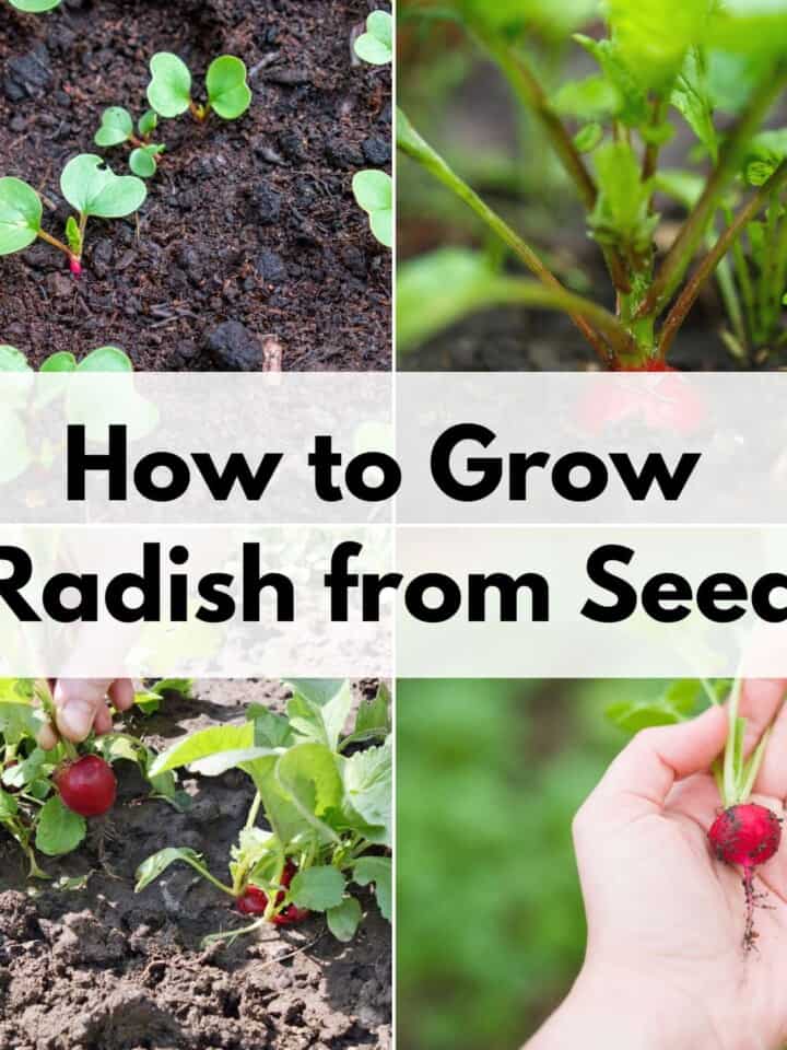 How to Grow Lettuce in Containers The Artisan Life