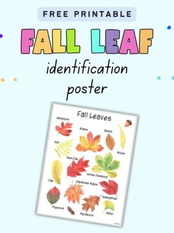 Text "free printable fall leaf identification poster" with a preview of a fall leaves poster