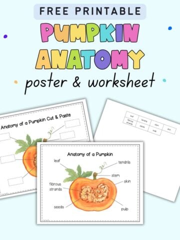 Text "free printable pumpkin anatomy poster and worksheet" with a preview of a pumpkin anatomy anchor poster and a pumpkin anatomy worksheet