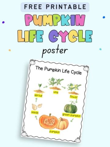 Text "free printable pumpkin life cycle poster" with a preview of a poster with watercolor illustrations of the pumpkin life cycle