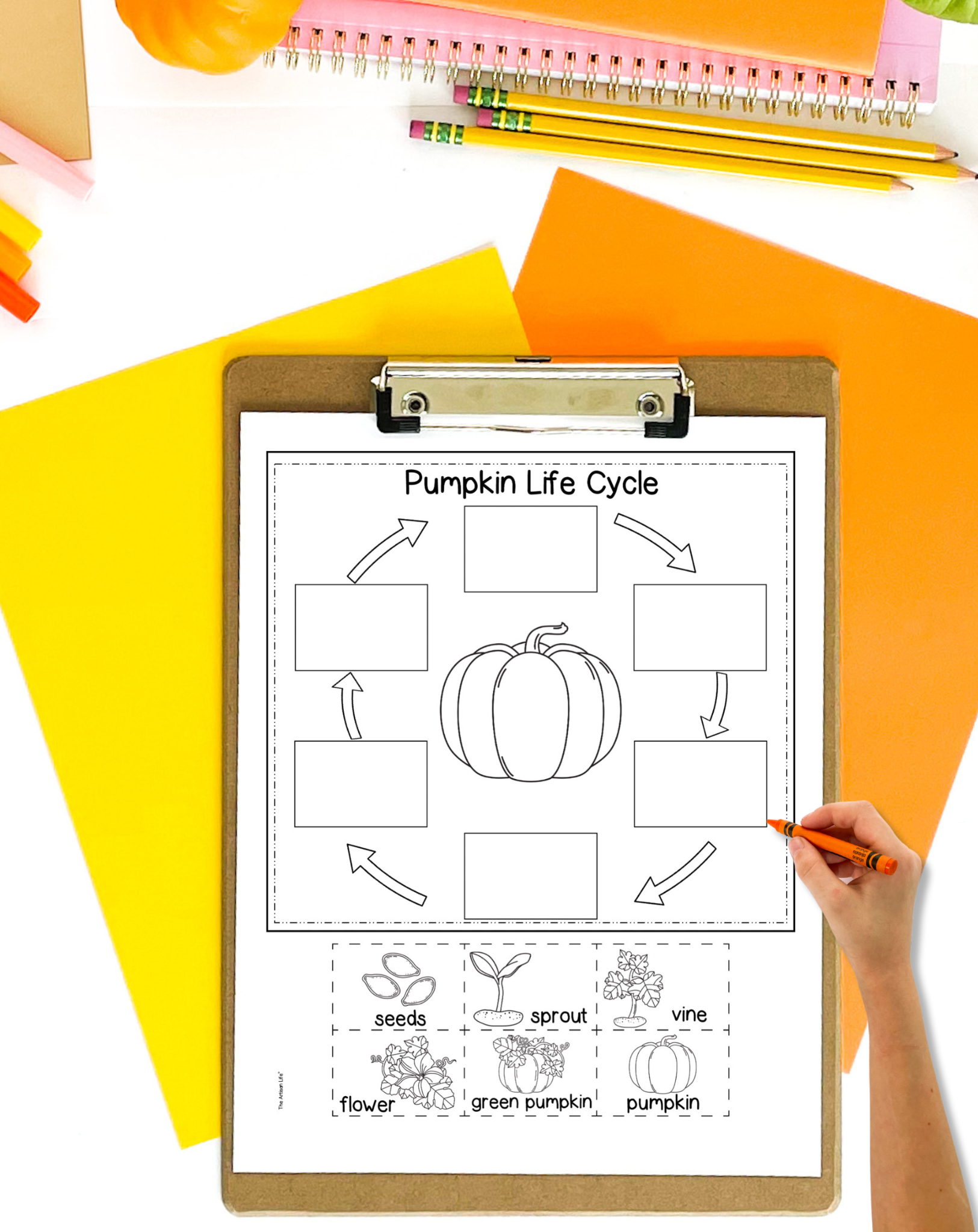 A pumpkin life cycle coloring page worksheet on a clip board. The clip board is on a desk with orange and yellow papers. A child's hand holding an orange crayon is visible in the foreground.