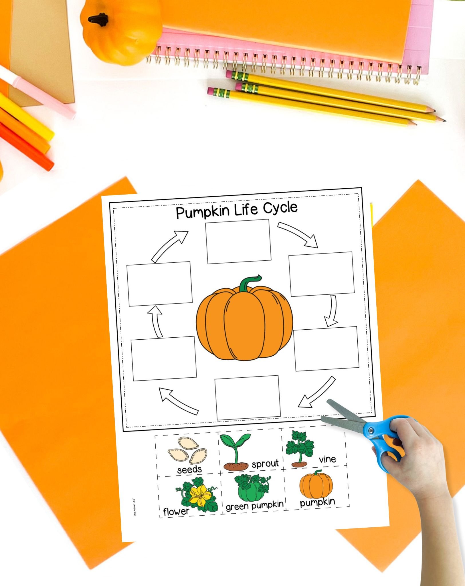 A colored pumpkin life cycle coloring page worksheet on a table with orange papers. A child's hand holding scissors is visible in the foreground.