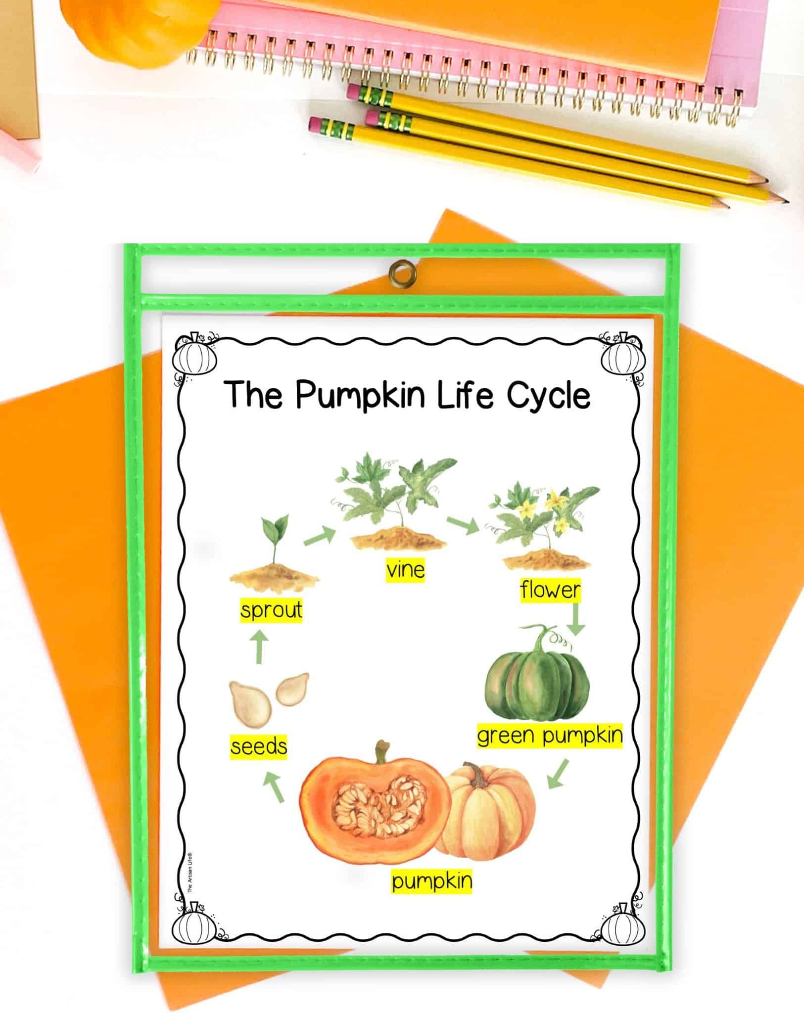 A pumpkin life cycle poster with watercolor illustrations in a dry erase pocket on a table with orange pieces of paper