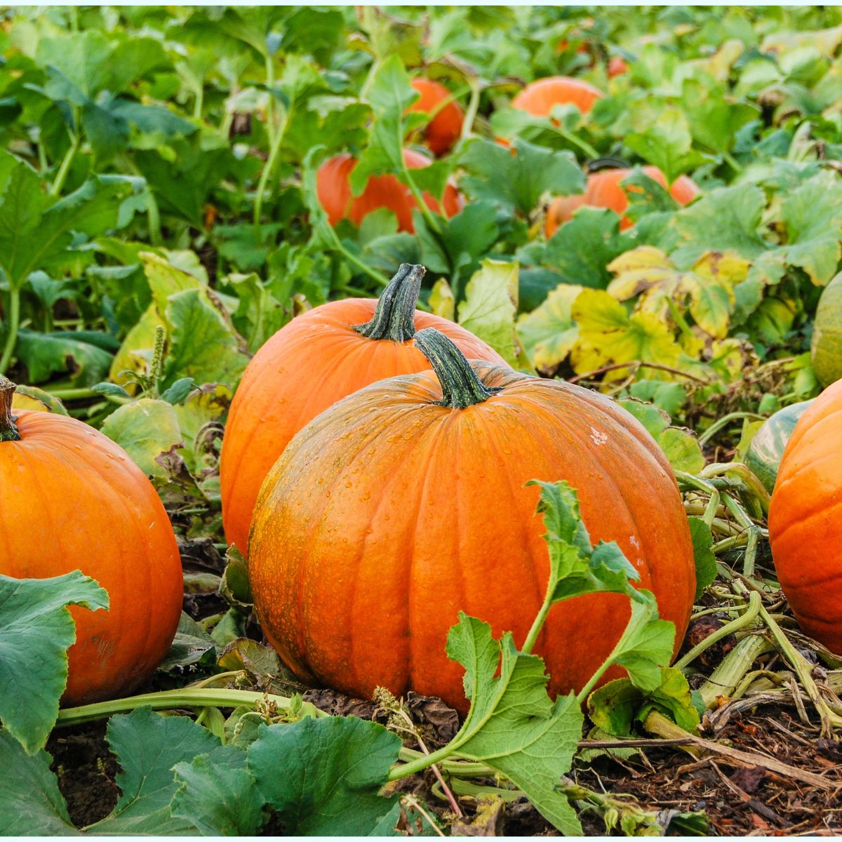 Pumpkins in a pumpkin patch