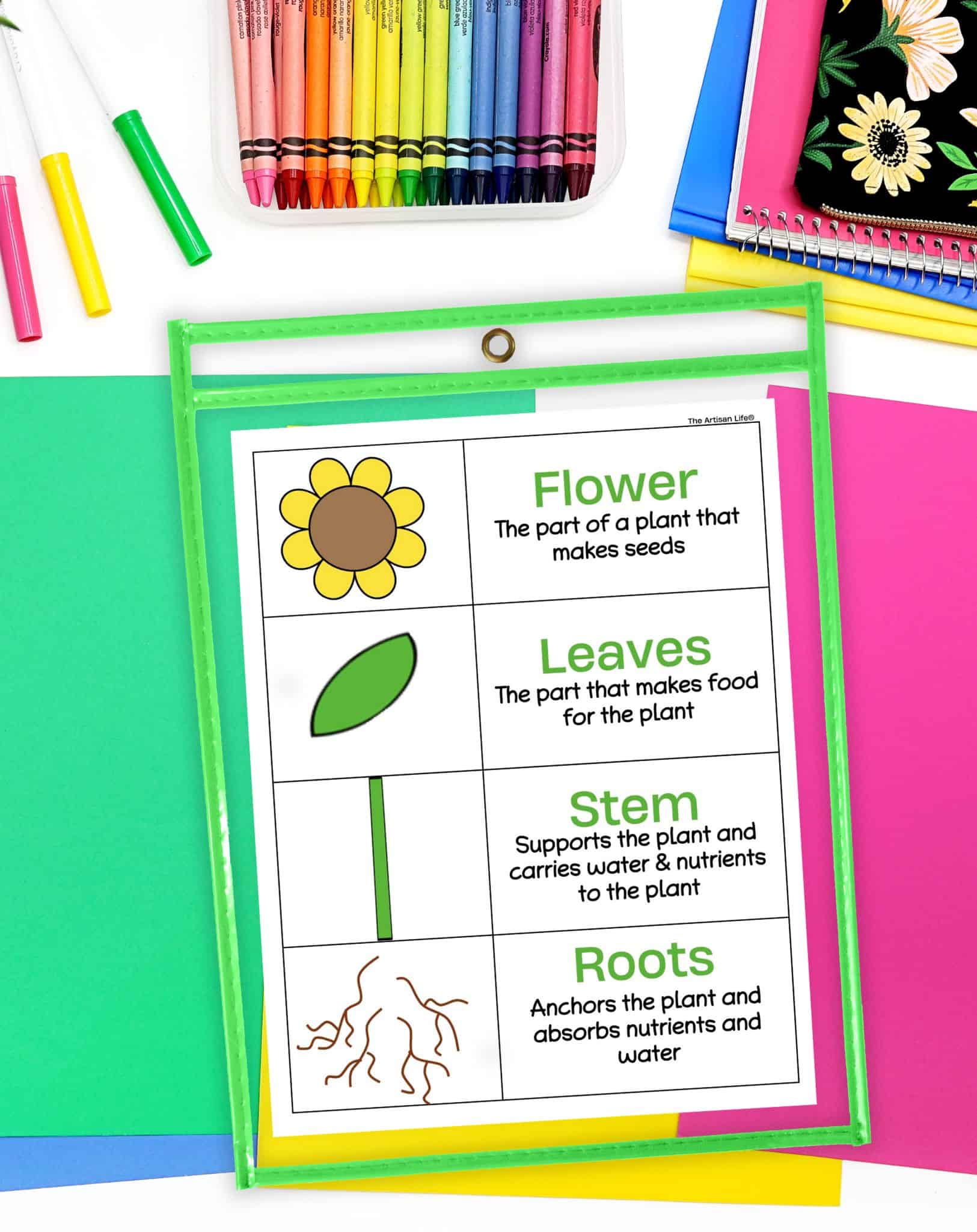 A colorful worksheet detailing the parts of a plant—flower, leaves, stem, and roots—designed for educational activities in kindergarten and preschool settings, surrounded by crayons and craft materials.
