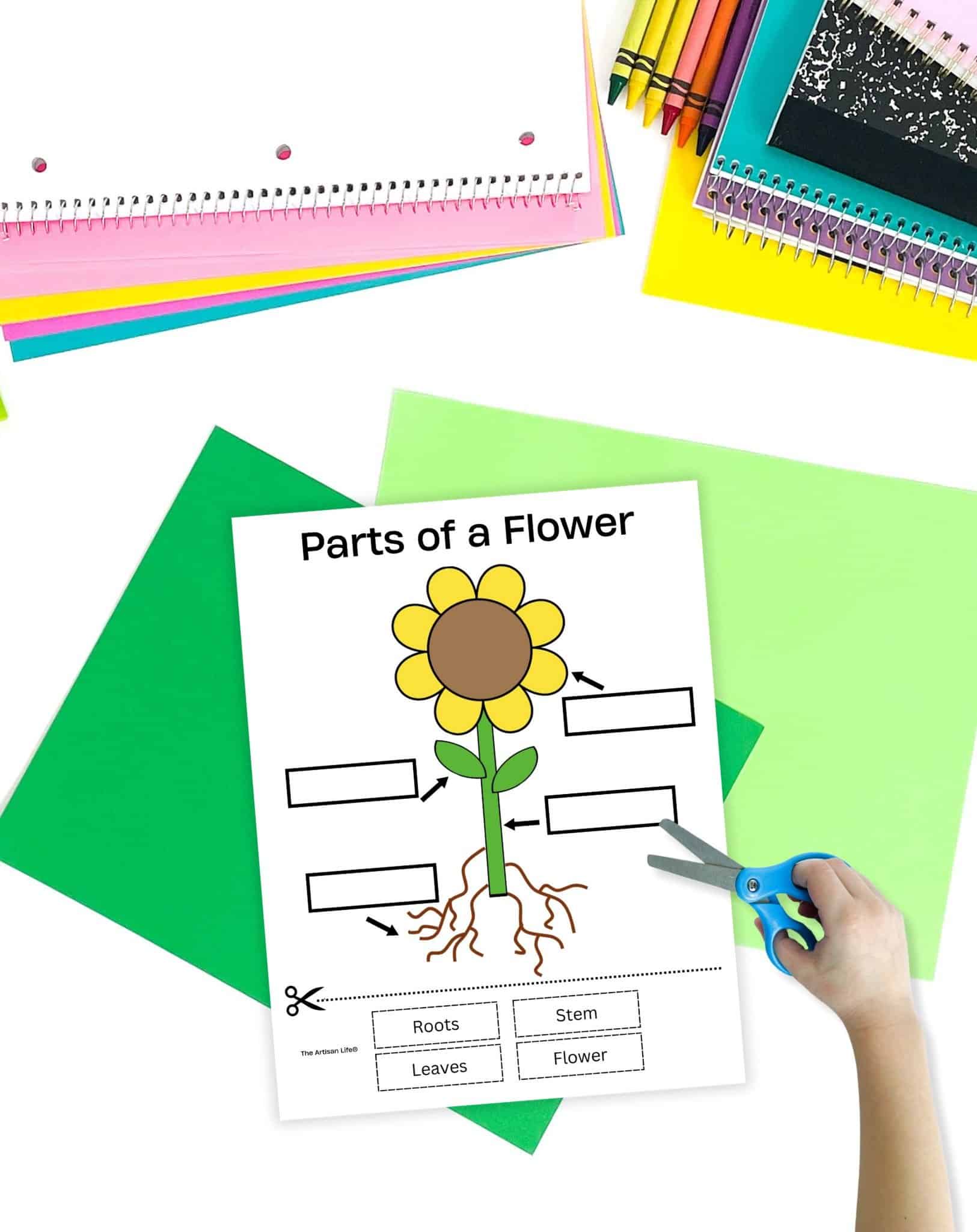 A worksheet titled "Parts of a Flower" featuring a diagram of a flower with labeled sections and blanks for identification, accompanied by scissors and colorful sheets of paper, aimed at preschool and kindergarten students learning about plant anatomy.
