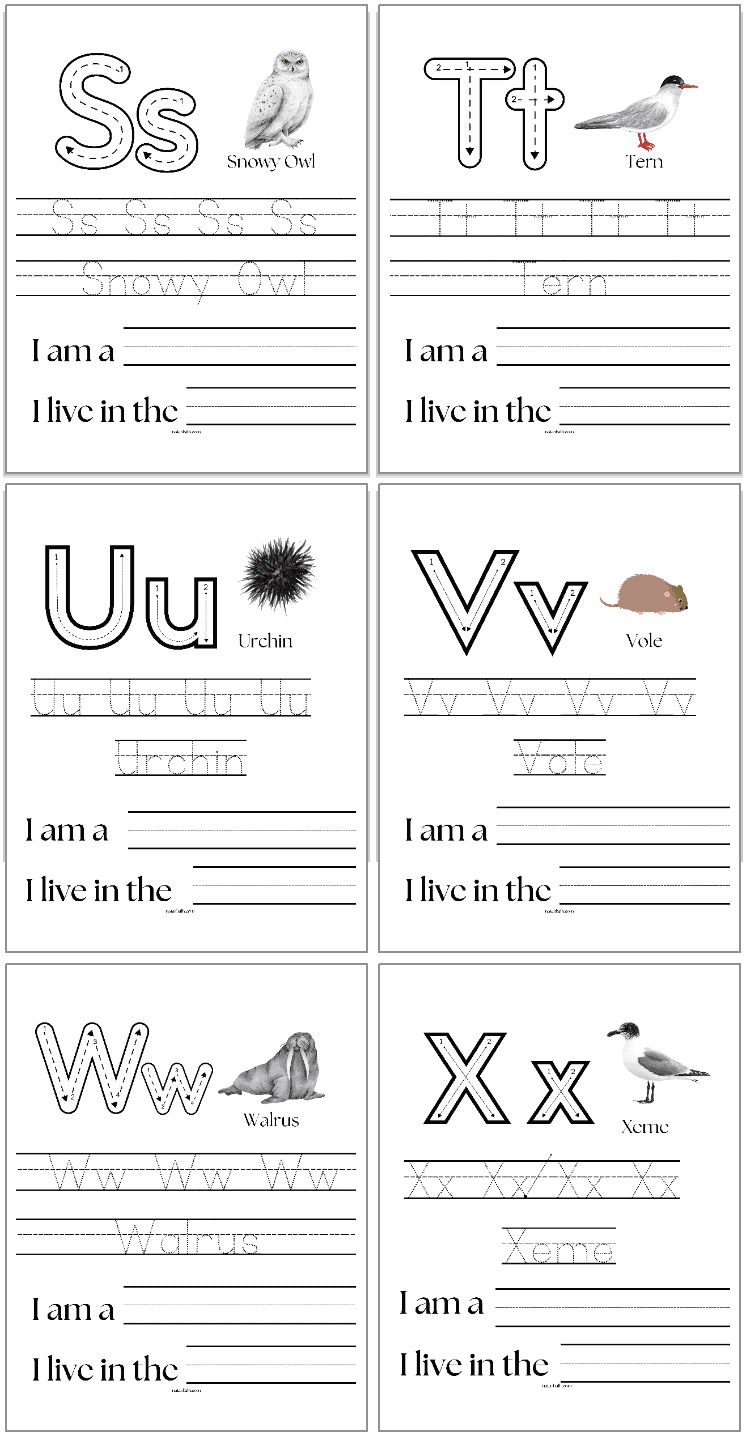 arctic animal handwriting pages with letters s - x
